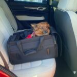 sps-dog-car-seats-test-diggs-passenger-bag-jenny-ryan-05-6366d2a5302c459989393bcc38cfcea1